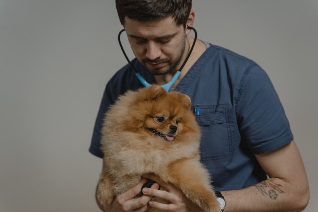 Hondenverzekeringen vergelijken - © Pexels - Foto door Tima Miroshnichenko 