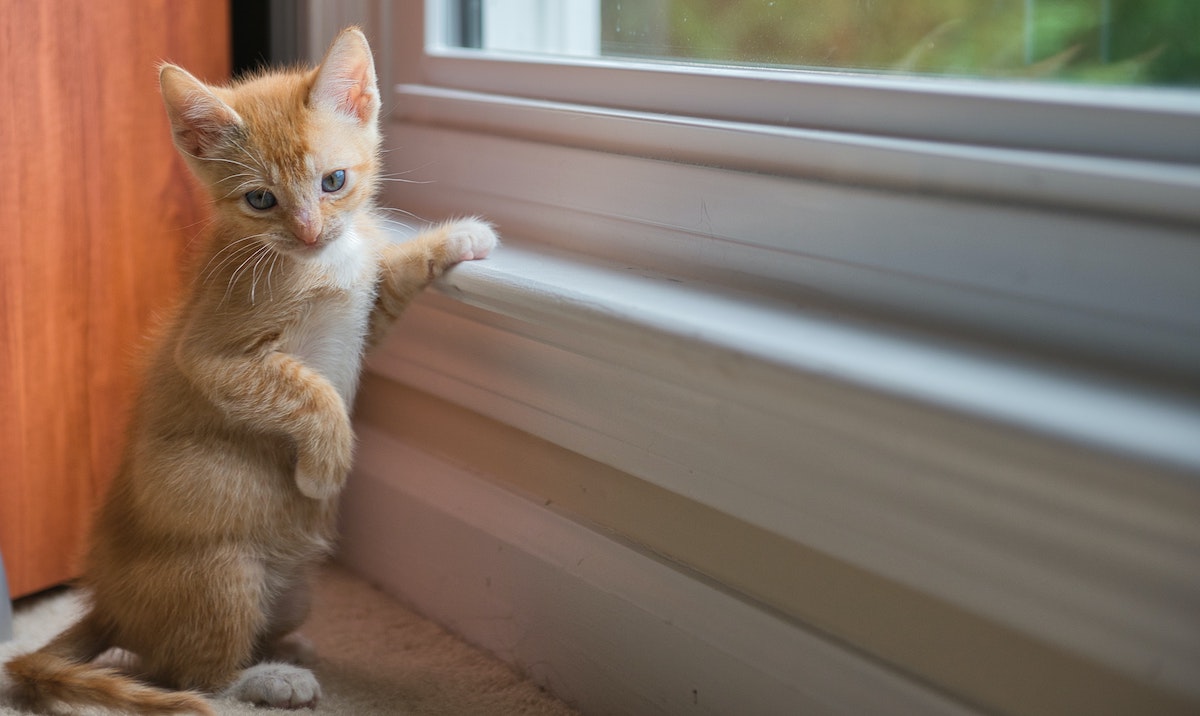 De verborgen taal van katten: Begrijp de lichaamstaal van je kat